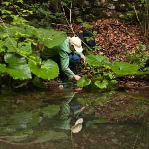 Catching S. s. salamandra larvae.