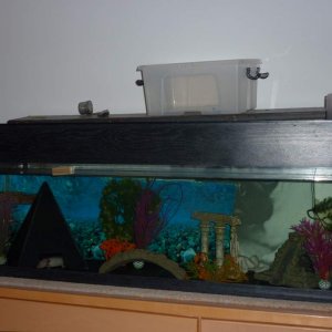 moomin and evos tank