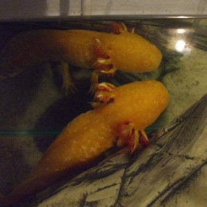 Ddraig, having a little chat with his "twin".
16/06/11
