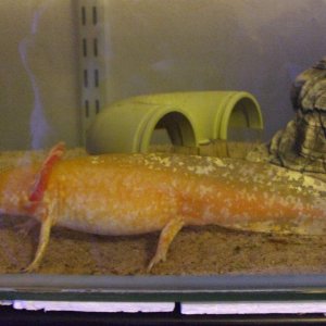 Djinn looking very sparkly.
16/06/11