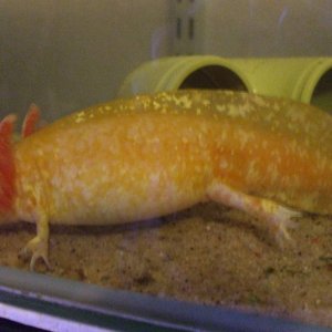 Djinn showing off her wonderfully shiny mottle pattern.
16/06/11