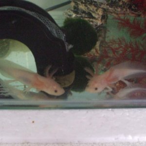 2 baby leucies
19/06/11