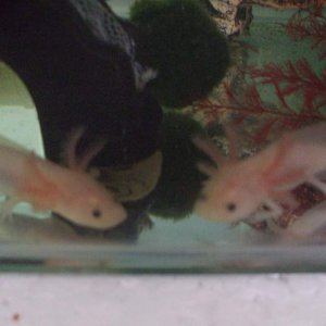 Blurry close-up photo of the 2 baby leucies
19/06/11
