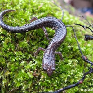 Plethodon cinereus