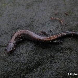 Plethodon cinereus