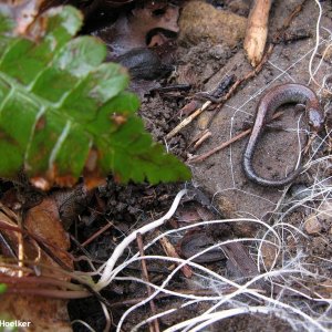 Plethodon cinereus