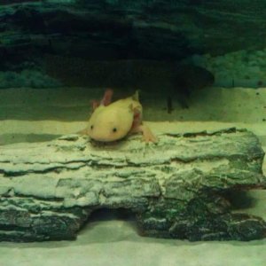 Red (Leucistic)
