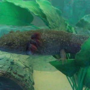Lottie (Wild Type)