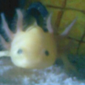 hello