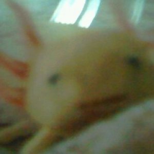 mouth full of blood worm