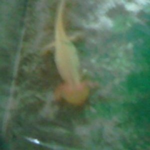 poorly axie before she passed 5 bits of gravel still dont know how she managed it