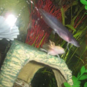 Axies 001