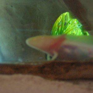 Axies 015