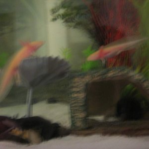 Axies 022
