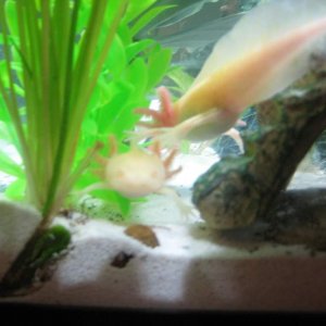 Axies 031