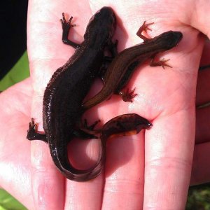 L. vulgaris and T. cristatus comparison