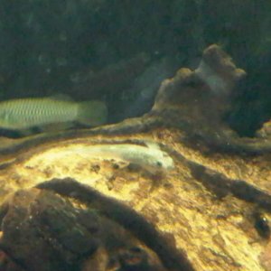 Notalotl- but doing a fairly good job of pretending! Sakura goby, photobombed by a lampeye. Sorry about the dreadful quality.