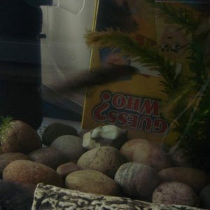 lil swim around the tank.. at lightning speed! :P
