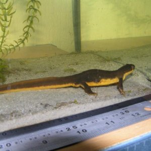 Nice long tail!