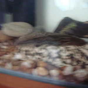 Speed mode