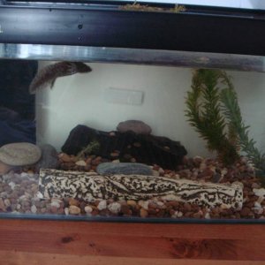 The tank