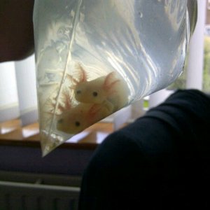 Axolotls - They're a lot smaller than they look in this photo.