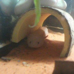 Pinky in the hide