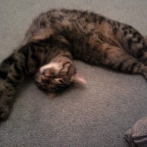 The cat that jumps over the moon...