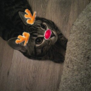 Christmas pic!