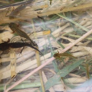 Larvae