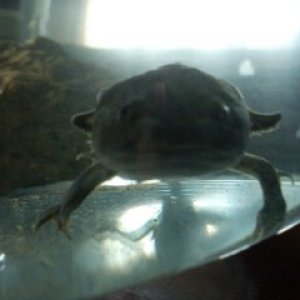Baby Amigo