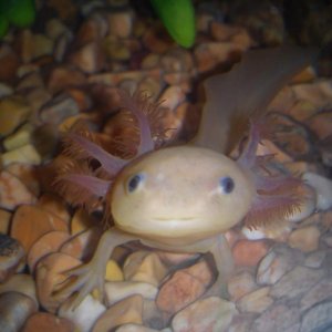 Pablo - who I got shortly after Amigo died but again the shop treated him bad and he was i'll, He died within 3 days of my having him :(