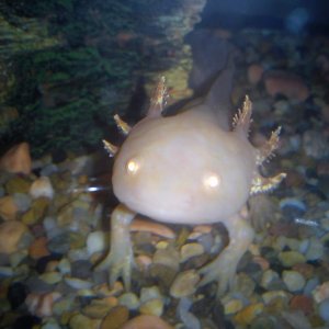Lindo Recently, but have brought a water stone since and now her Gills are getting large again :) ... yaaay