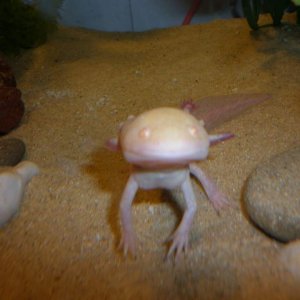 Standing up for a yummy worm. :)