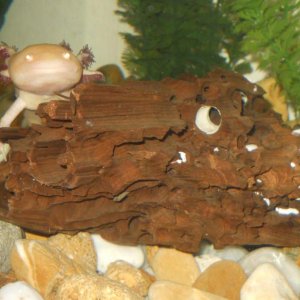 Cutie, playing hide n seek. :D