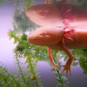 Sleep-floating. Cutie.