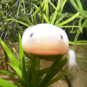 he likes the camera