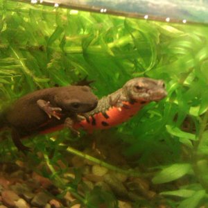 nigel and neil