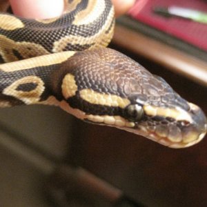 SneakyBeast, very young here. :)
