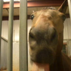 BearBear mah pony face