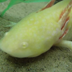 DSCF2438