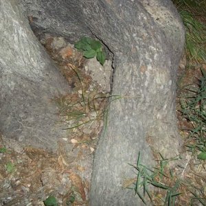 Osage Copperhead (Agkistrodon contortrix phaeogaster)