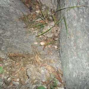 Osage Copperhead (Agkistrodon contortrix phaeogaster)