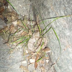 Osage Copperhead (Agkistrodon contortrix phaeogaster)
