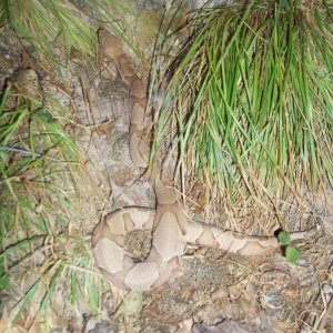 Osage Copperhead (Agkistrodon contortrix phaeogaster)