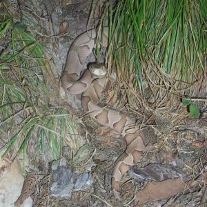 Osage Copperhead (Agkistrodon contortrix phaeogaster)