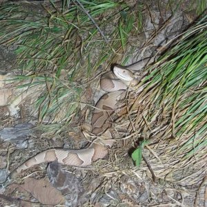 Osage Copperhead (Agkistrodon contortrix phaeogaster)