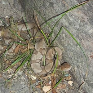 Osage Copperhead (Agkistrodon contortrix phaeogaster)