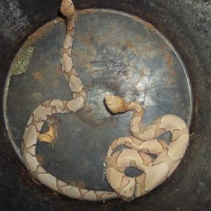 Osage Copperhead (Agkistrodon contortrix phaeogaster)