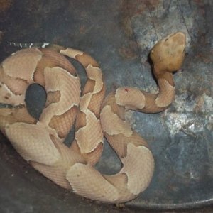 Osage Copperhead (Agkistrodon contortrix phaeogaster)